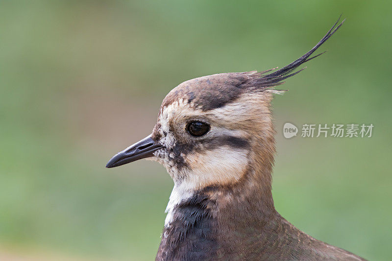 北田凫(Vanellus Vanellus)近景